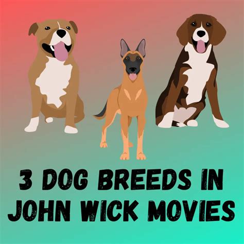 dog breed john wick 3|The Dog Breeds in John Wick